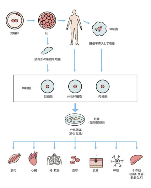 再生医療　ASC　幹細胞