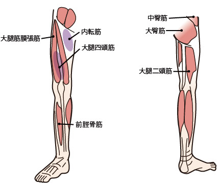 O脚の原因や予防方法とは 変形性膝関節症のリスクについても解説 関節治療オンライン O脚の原因や予防方法とは 変形性膝関節症のリスクについても解説 関節治療オンライン