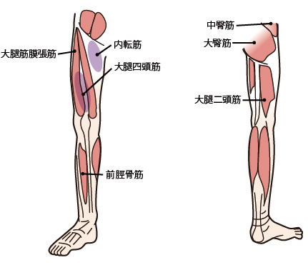 内転筋・大腿筋膜張筋・大腿四頭筋・前脛骨筋・中殿筋・大殿筋・大腿二頭筋