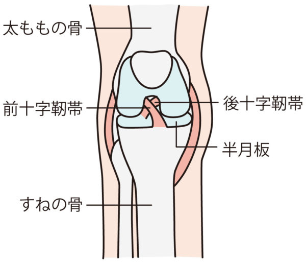 膝関節の構造